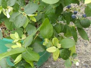 ブルーベリーの花と収穫期の実が同時に写る写真